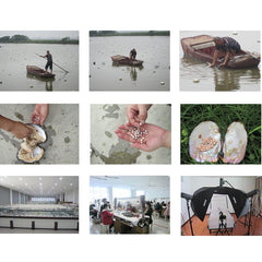 Freshwater pearl farming and processing, pearl oysters, pearls in hand, jewelry production setup